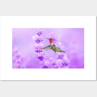 Anna's Hummingbird at Lavender Sprig Posters and Art